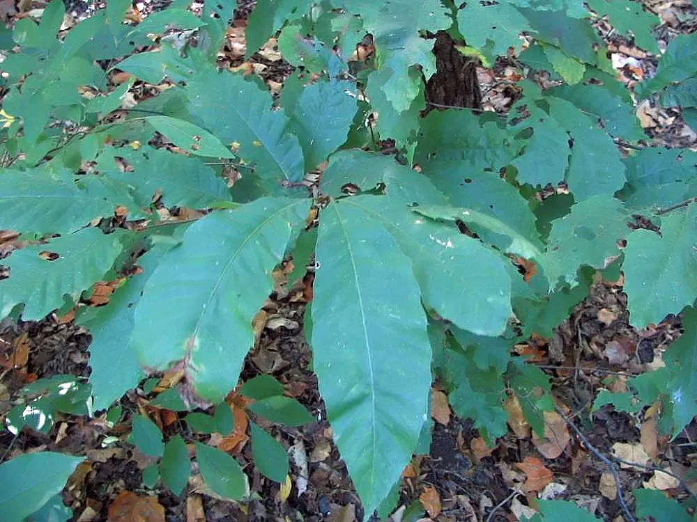 American Chestnut (Castanea Dentata) — this fast-growing tree features oblong; white and yellow flowers in the garden, image 58