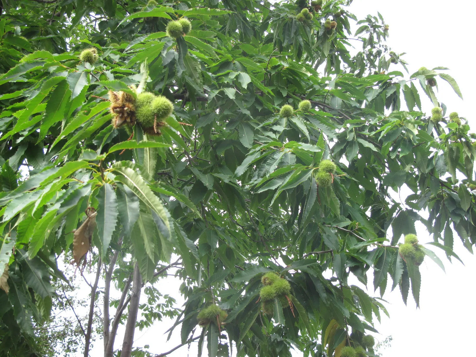 American Chestnut (Castanea Dentata) — once a dominant hardwood in eastern forests; this fast-growing tree features oblong