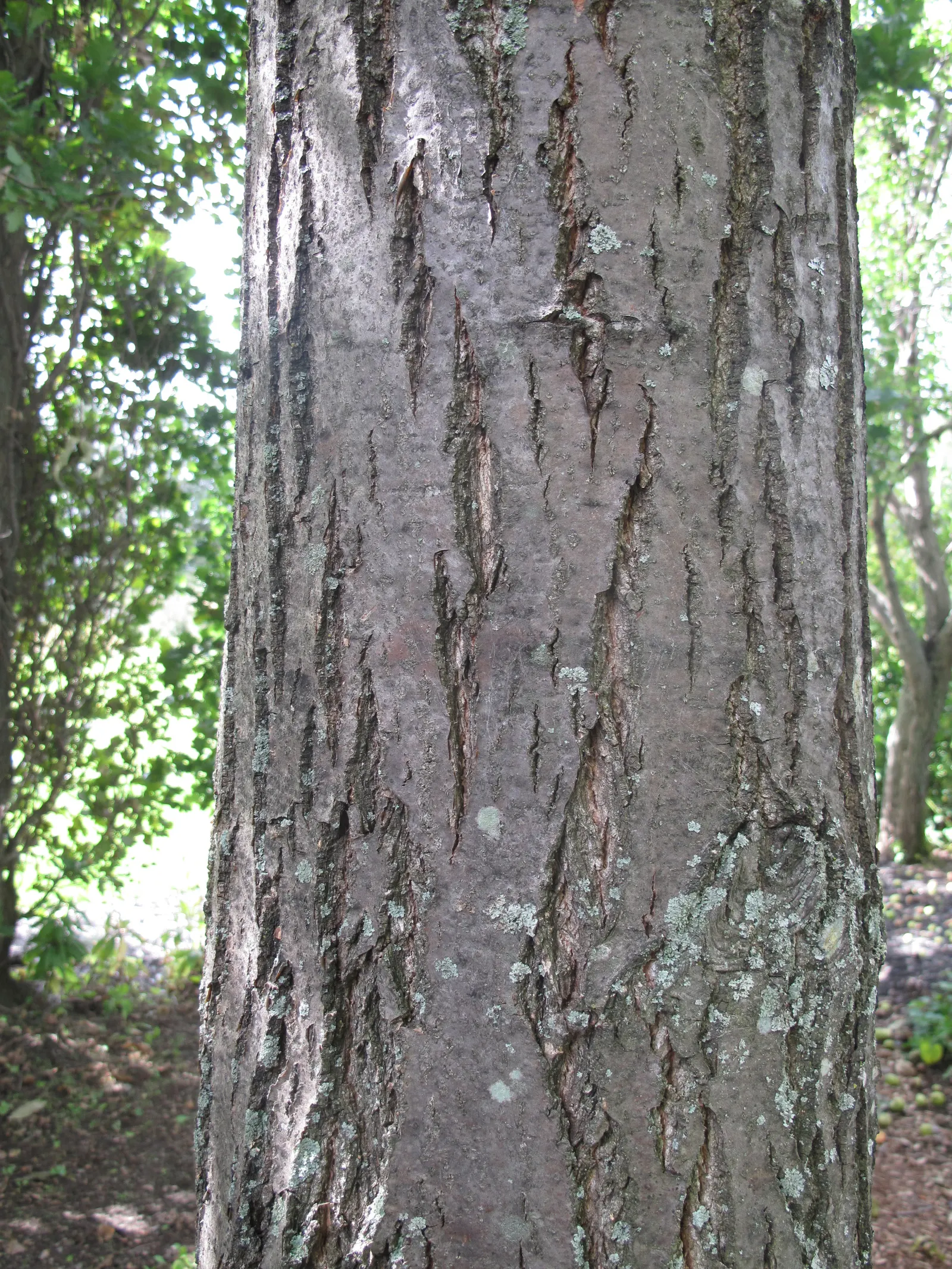 American Chestnut (Castanea Dentata) — Thriving in well-drained soils across USDA zones 4-8; which are about 5 to 8 inches long, image 60