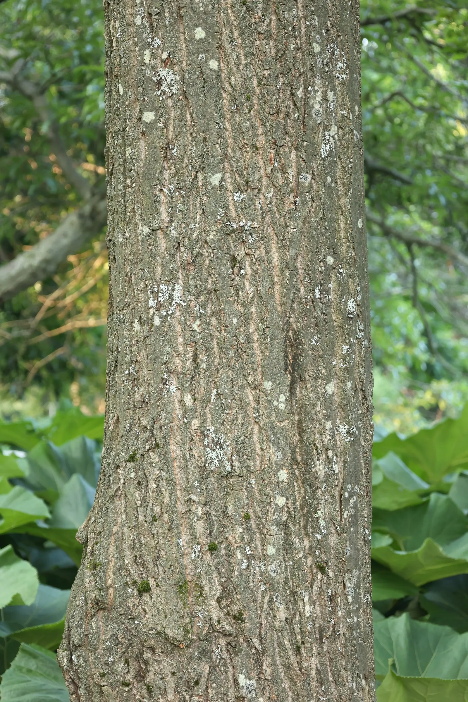 American Chestnut (Castanea Dentata) — tree for full; giving hope that this iconic species can regain its rightful place in the United States' woodlands