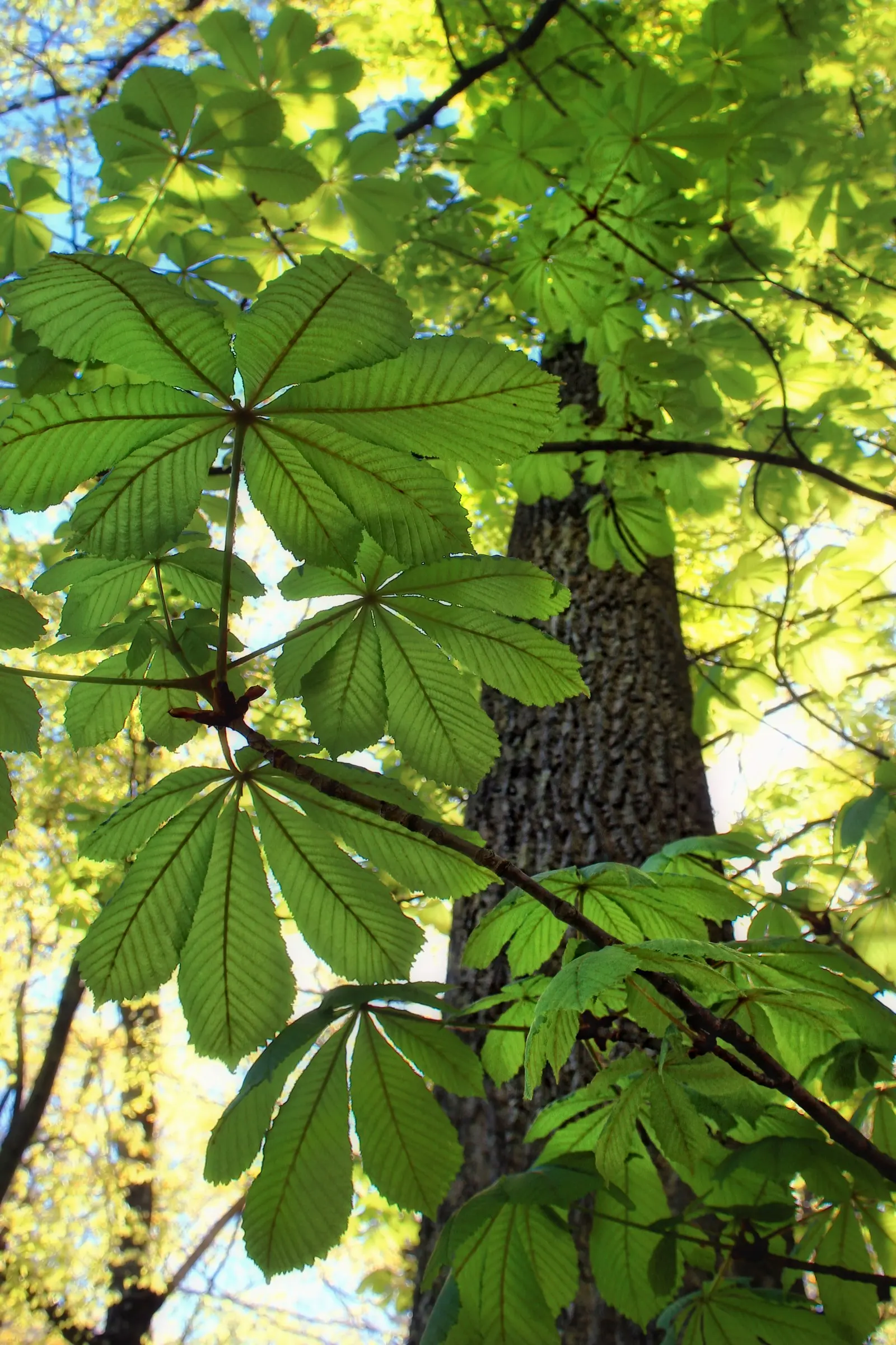 American Chestnut (Castanea Dentata) — Sadly, the American Chestnut has been severely affected by the chestnut blight, a fungal disease