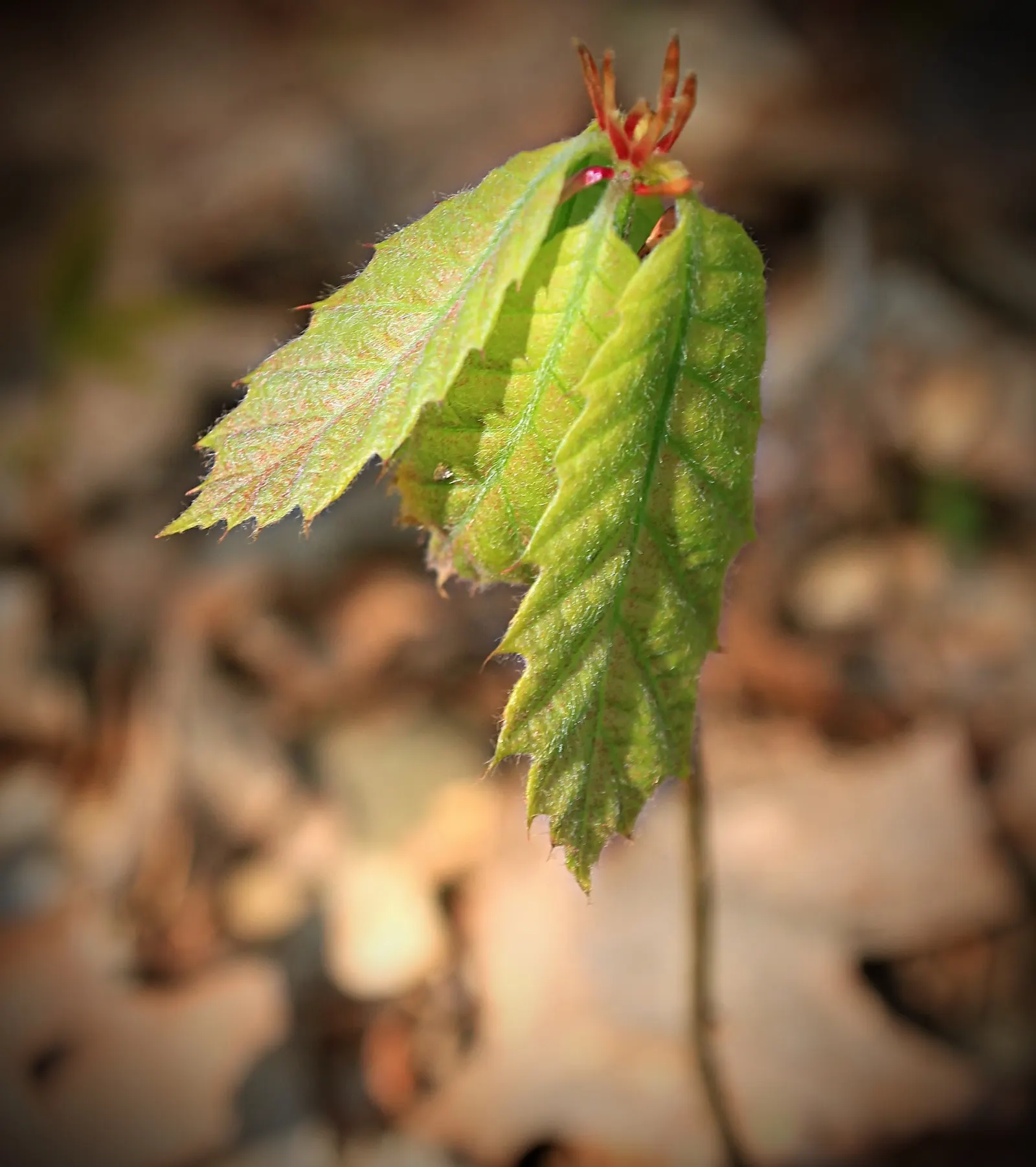 American Chestnut (Castanea Dentata) — tree with white and yellow blooms; but are also an important source of nectar for native bees