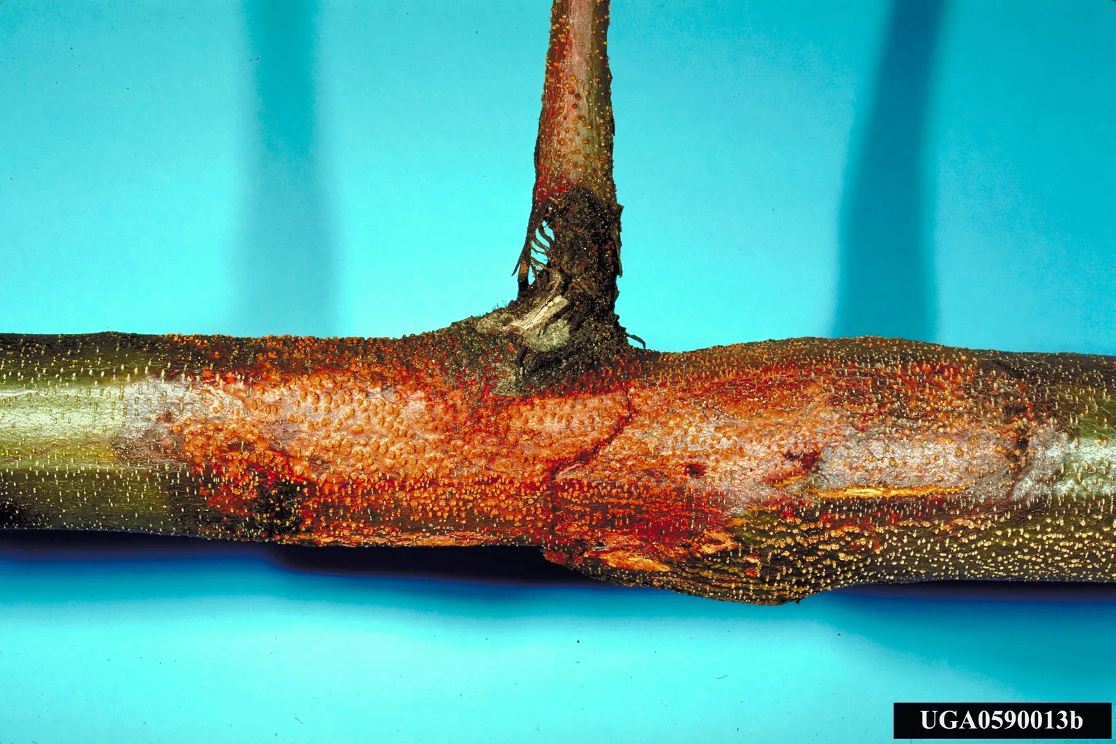 American Chestnut (Castanea Dentata) — providing generous shade.<br><br>Its deeply furrowed bark and oblong; acidic soils and thrives in full sunlight