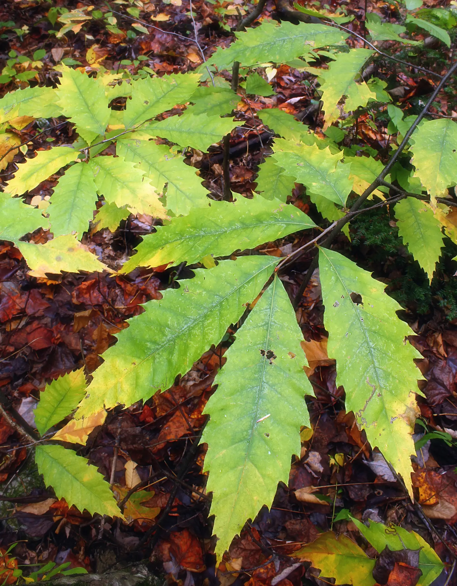 American Chestnut (Castanea Dentata) — once a dominant hardwood in eastern forests