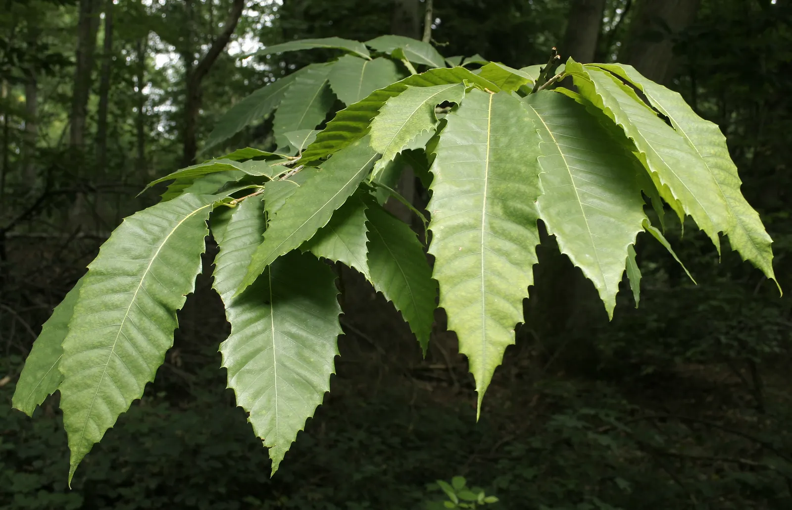 American Chestnut (Castanea Dentata) — are distinctive characteristics of Castanea dentata; its majestic form and showy catkins make it a striking choice for