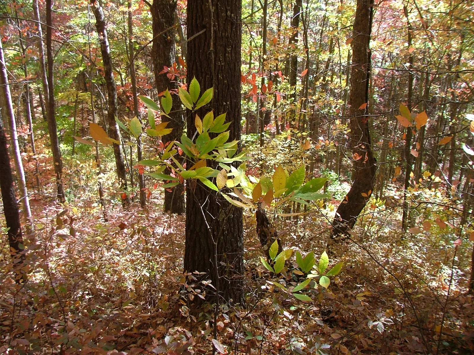 American Chestnut (Castanea Dentata) — this fast-growing tree features oblong; white and yellow flowers in the garden