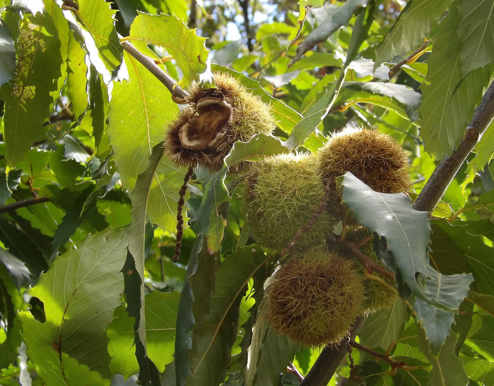 American Chestnut (Castanea Dentata) — Efforts to restore blight-resistant varieties continue