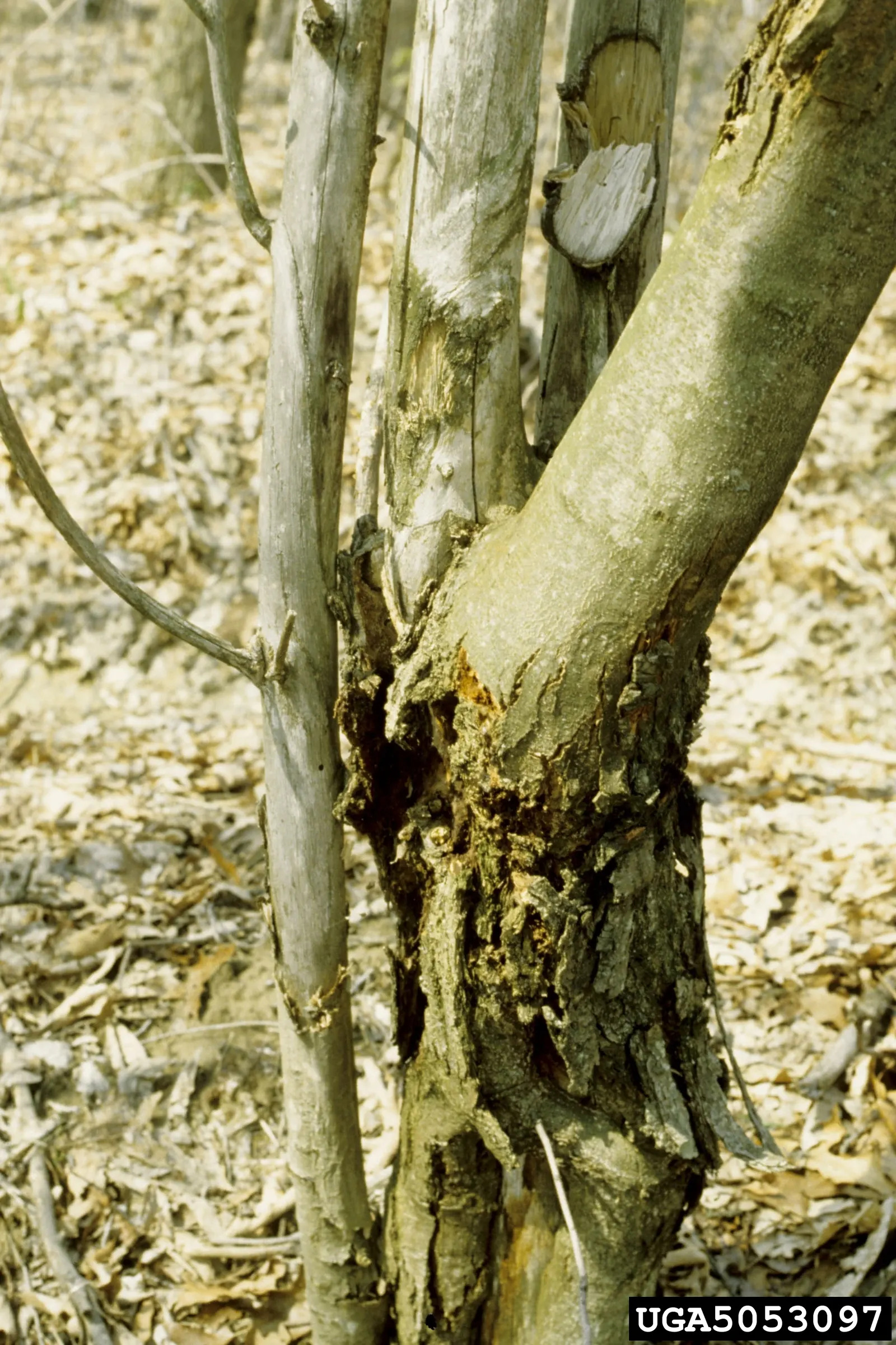 American Chestnut (Castanea Dentata) — its majestic form and showy catkins make it a striking choice for spacious landscapes with full sunlight