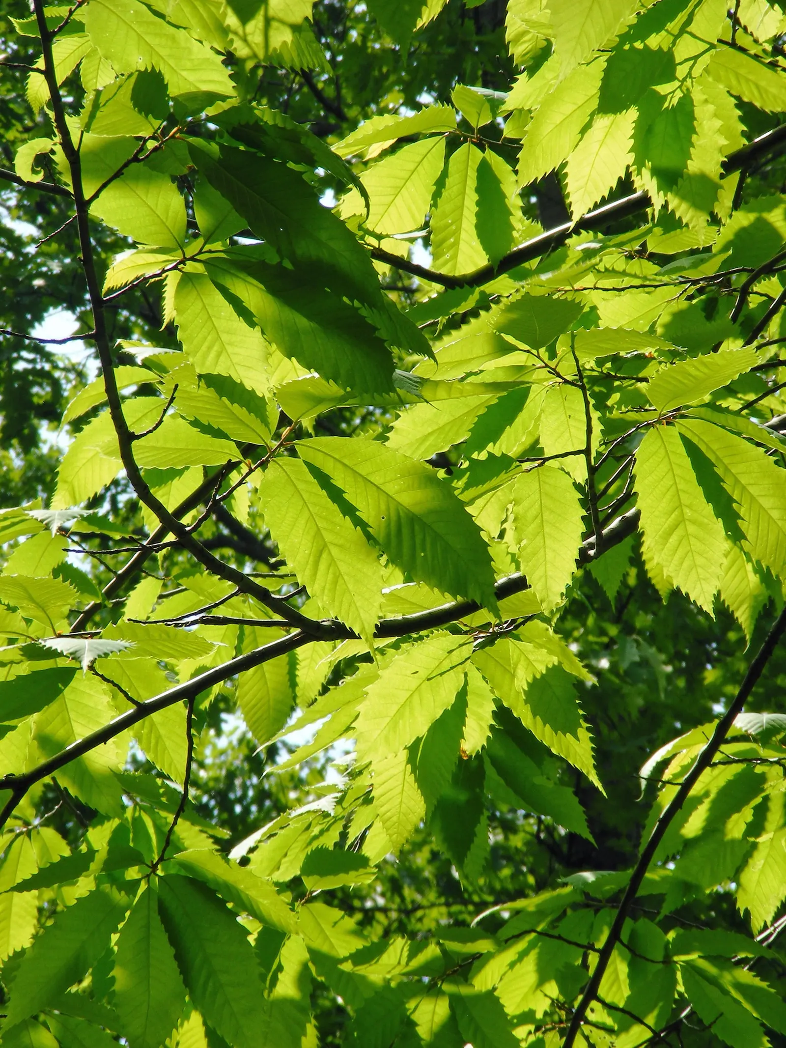 American Chestnut (Castanea Dentata) — Sadly, the American Chestnut has been severely affected by the chestnut blight, a fungal disease; creamy-yellow catkins
