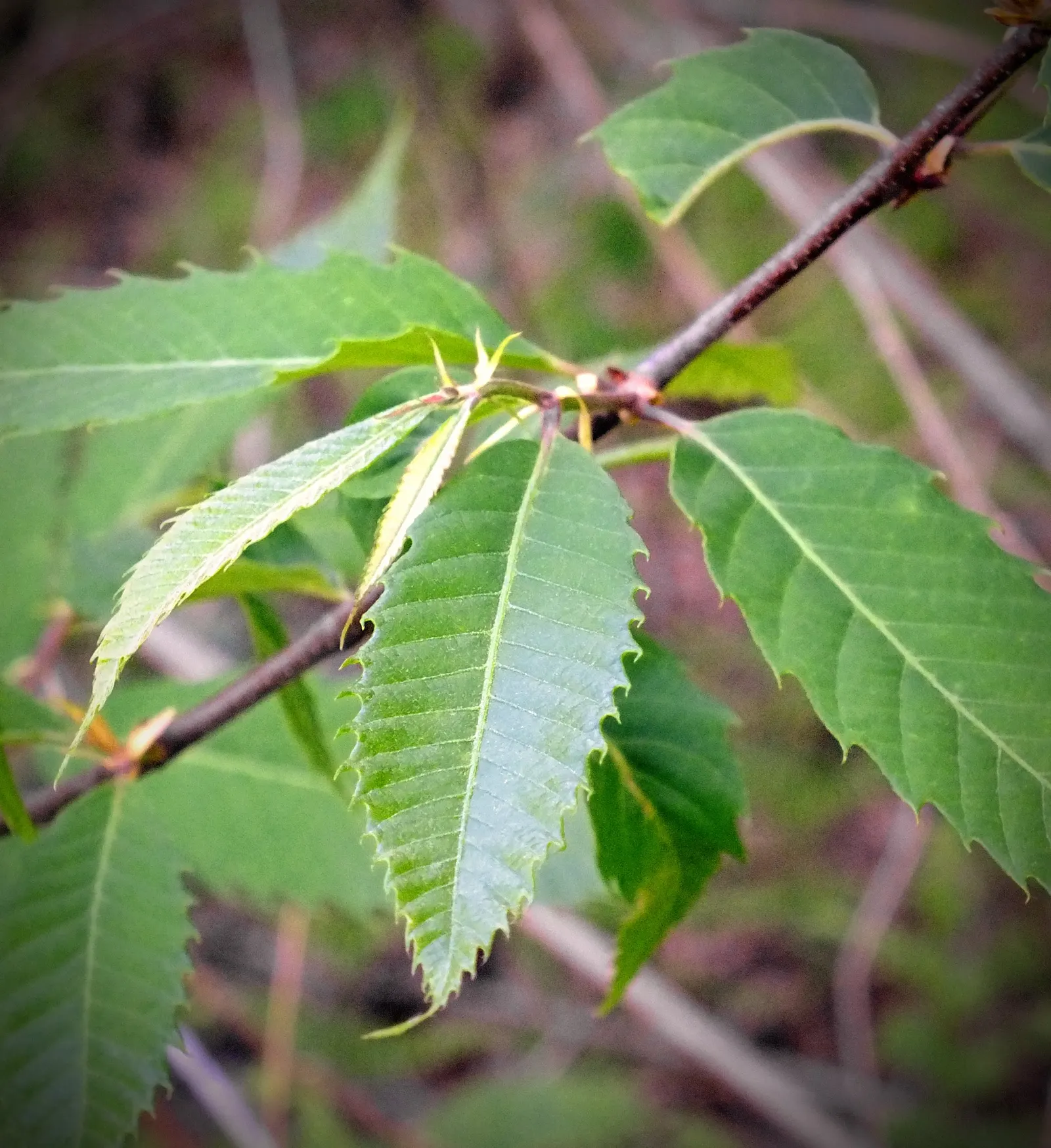 American Chestnut (Castanea Dentata) — Efforts to restore blight-resistant varieties continue, image 50