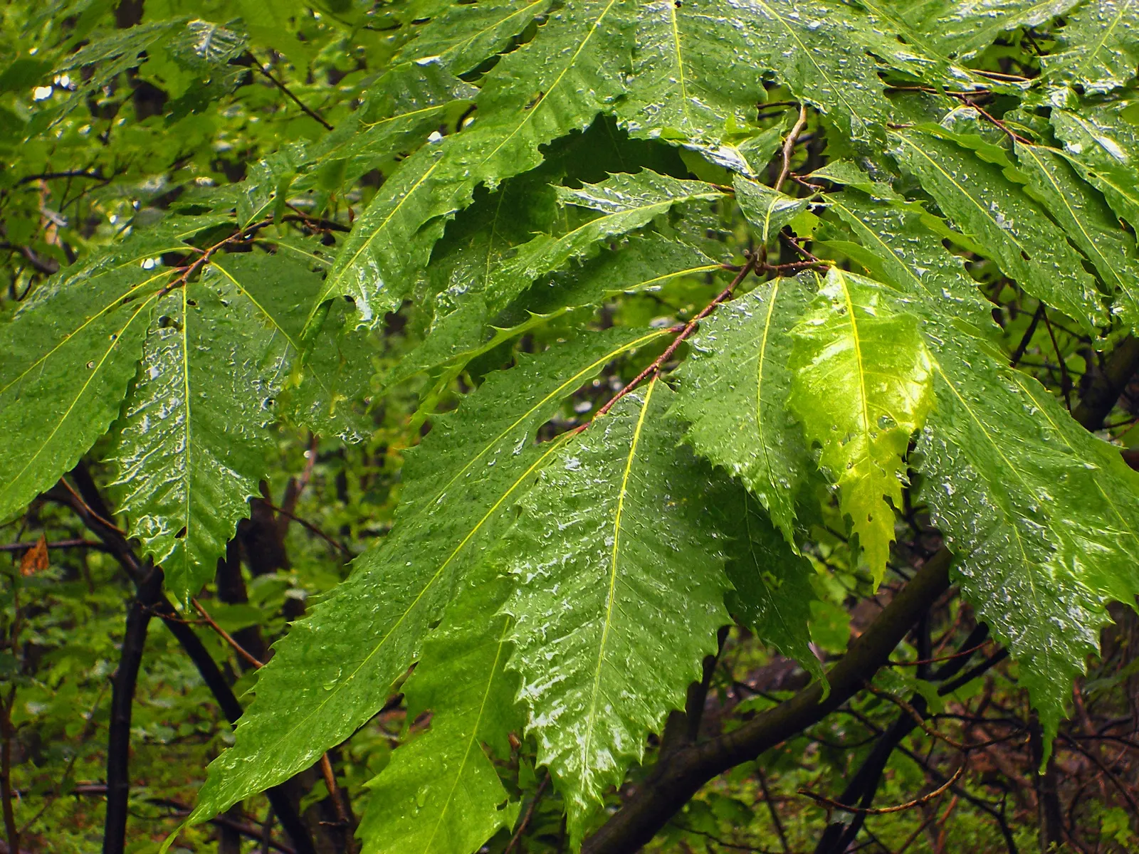 American Chestnut (Castanea Dentata) — These nuts were once a crucial food source for wildlife and humans alike.<br><br>The tree prefers well-drained; sadly