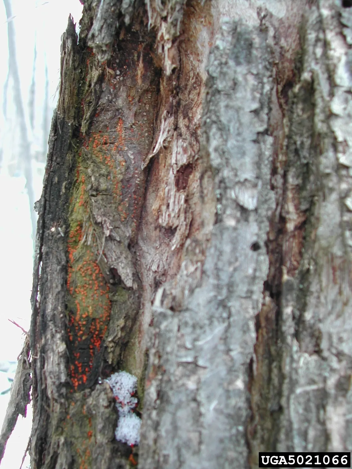 American Chestnut (Castanea Dentata) — toothed leaves and produces spiny burs enclosing edible nuts, image 32