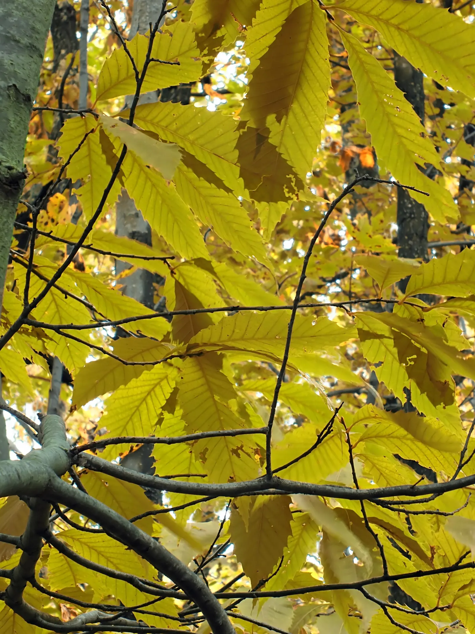 American Chestnut (Castanea Dentata) — towers up to 100 ft with a broad crown; providing generous shade.<br><br>Its deeply furrowed bark and oblong