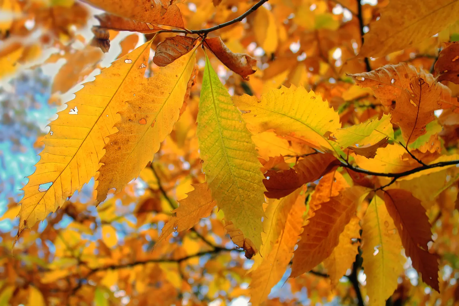American Chestnut (Castanea Dentata) — Known for its towering height and broad canopy