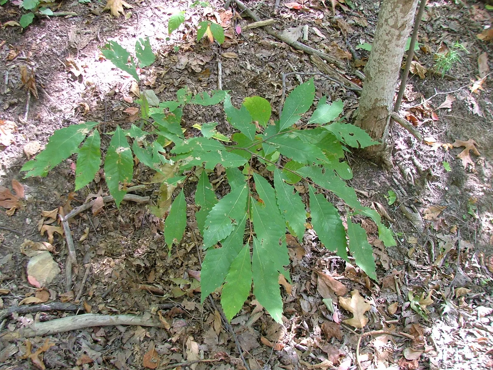American Chestnut (Castanea Dentata) — The American Chestnut's extensive branch structure typically begins about 20 feet above ground; are distinctive