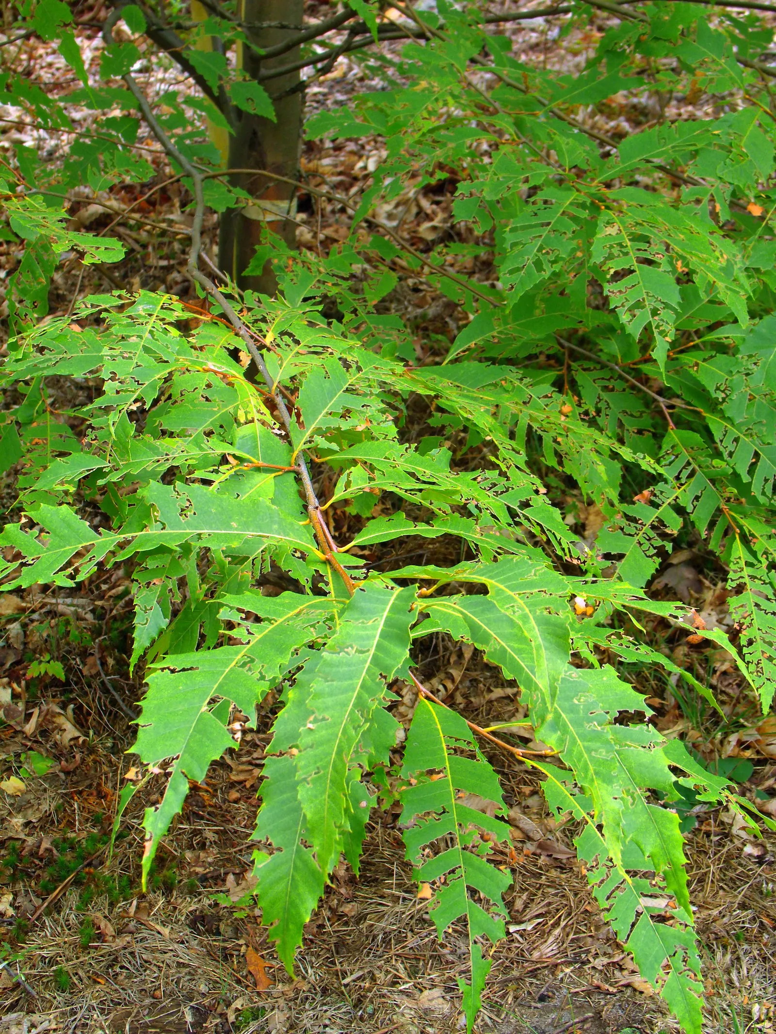 American Chestnut (Castanea Dentata) — Tragically reduced by blight; by late summer, the tree produces its notable spiny burs, each containing two, image 57