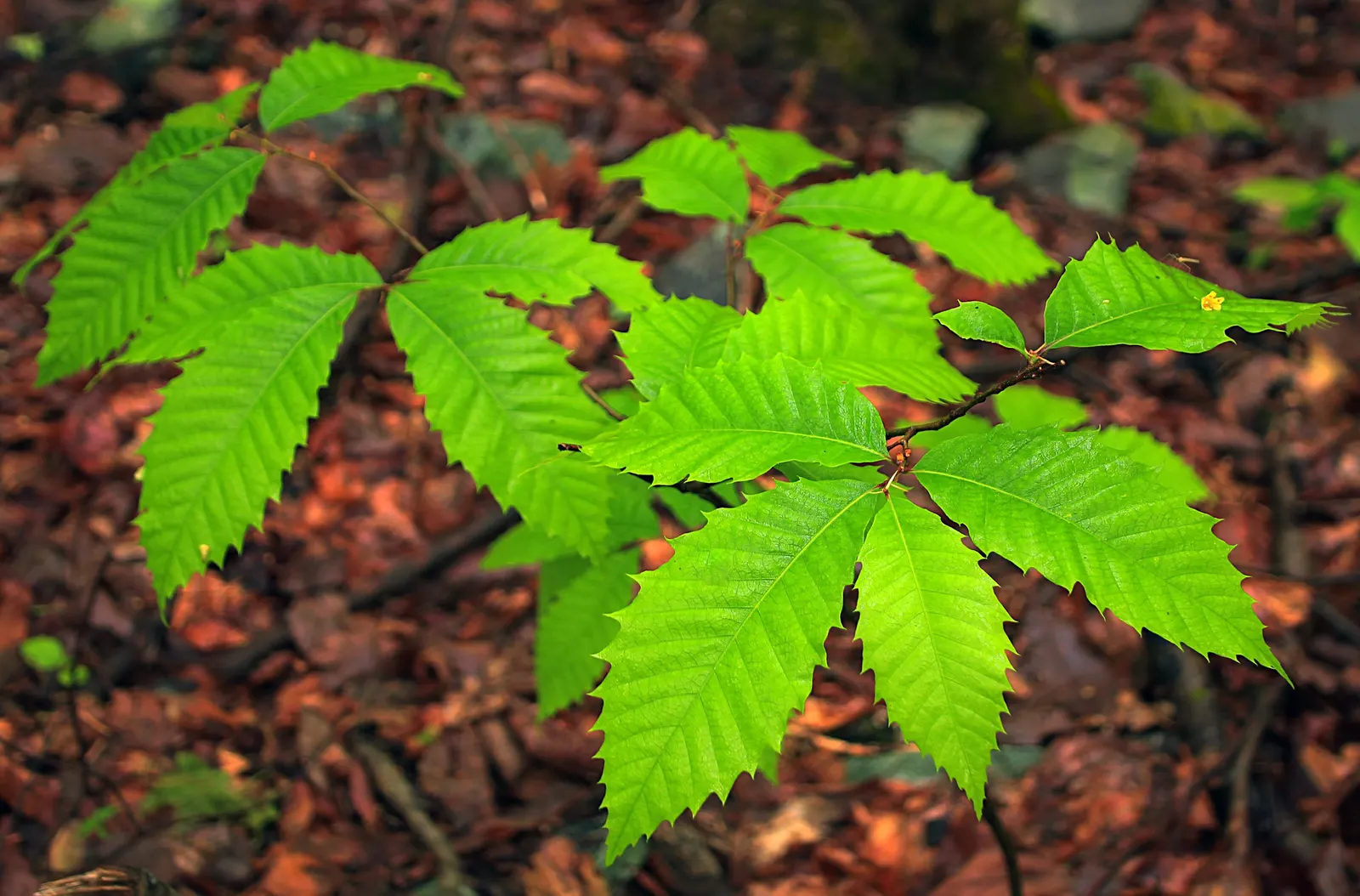 American Chestnut (Castanea Dentata) — an adult tree can reach between 70 to 100 feet with a diameter spanning up to 10 feet; thriving in well-drained soils