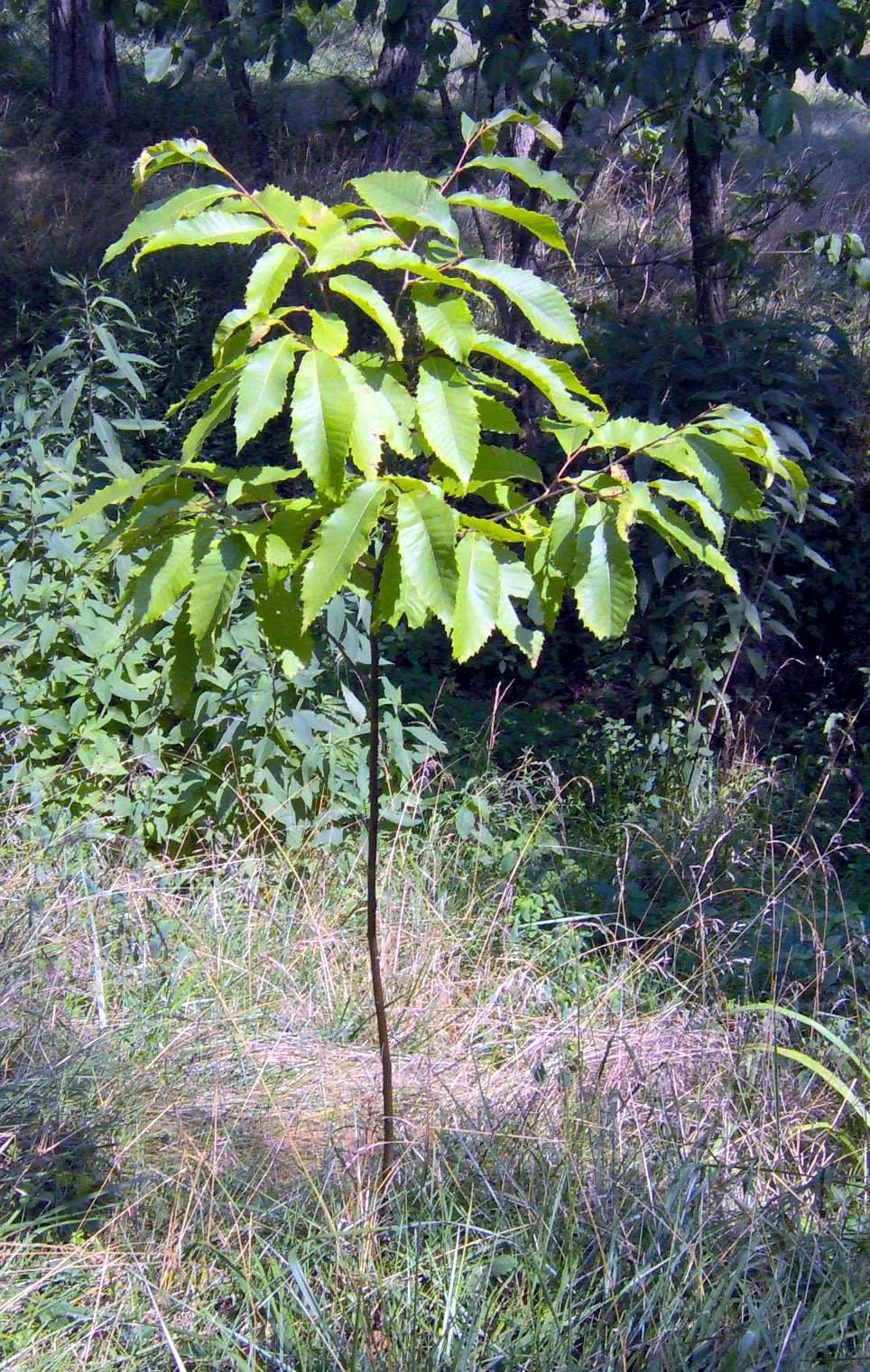 American Chestnut (Castanea Dentata) — Known for its towering height and broad canopy; tree with white and yellow blooms