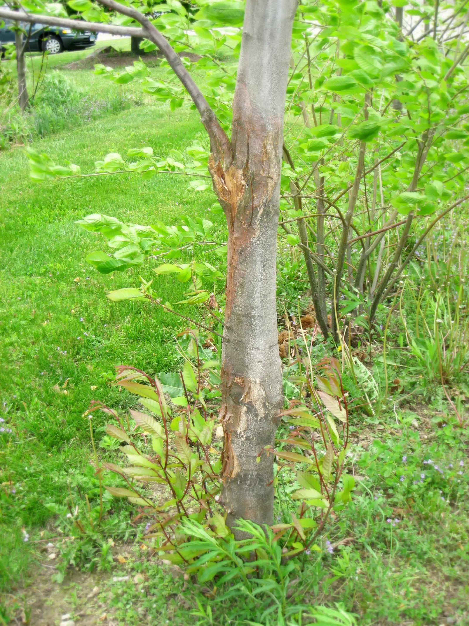 American Chestnut (Castanea Dentata) — which are about 5 to 8 inches long; tree for full