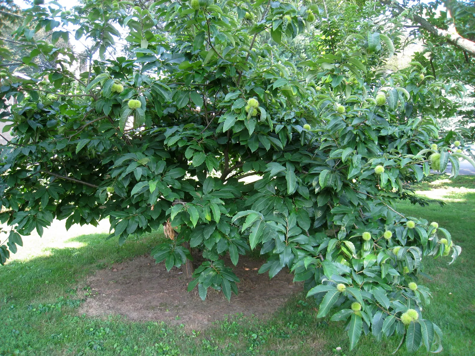 American Chestnut (Castanea Dentata) — an adult tree can reach between 70 to 100 feet with a diameter spanning up to 10 feet