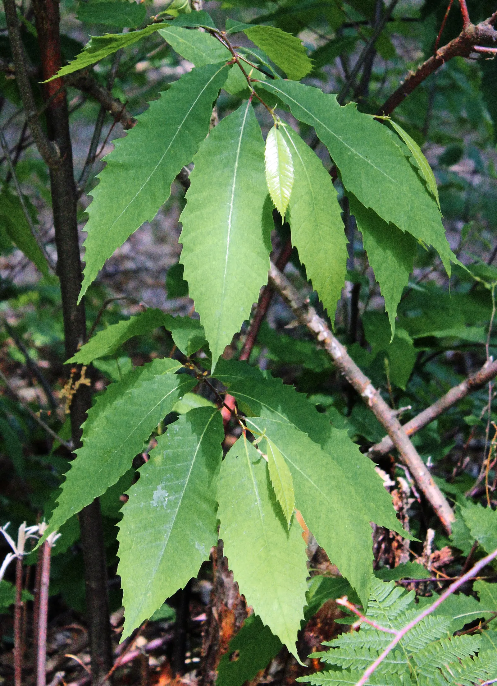 American Chestnut (Castanea Dentata) — acidic soils and thrives in full sunlight