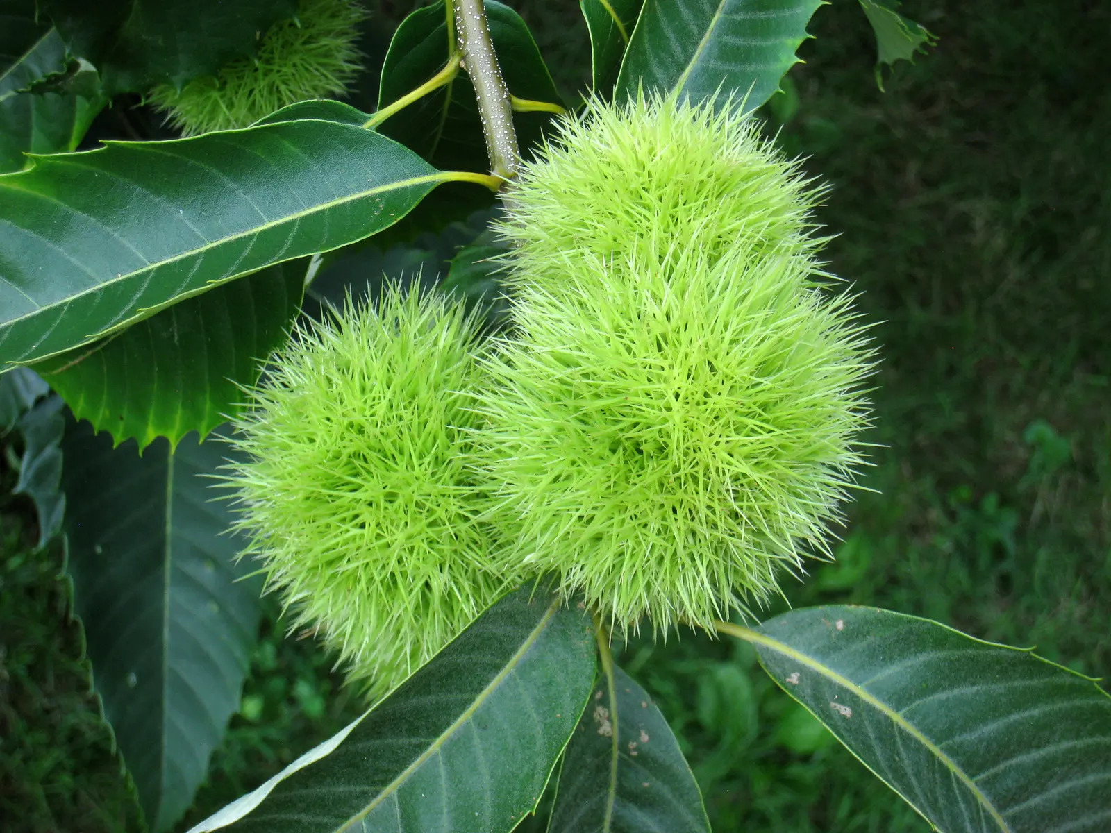 American Chestnut (Castanea Dentata) — These nuts were once a crucial food source for wildlife and humans alike.<br><br>The tree prefers well-drained