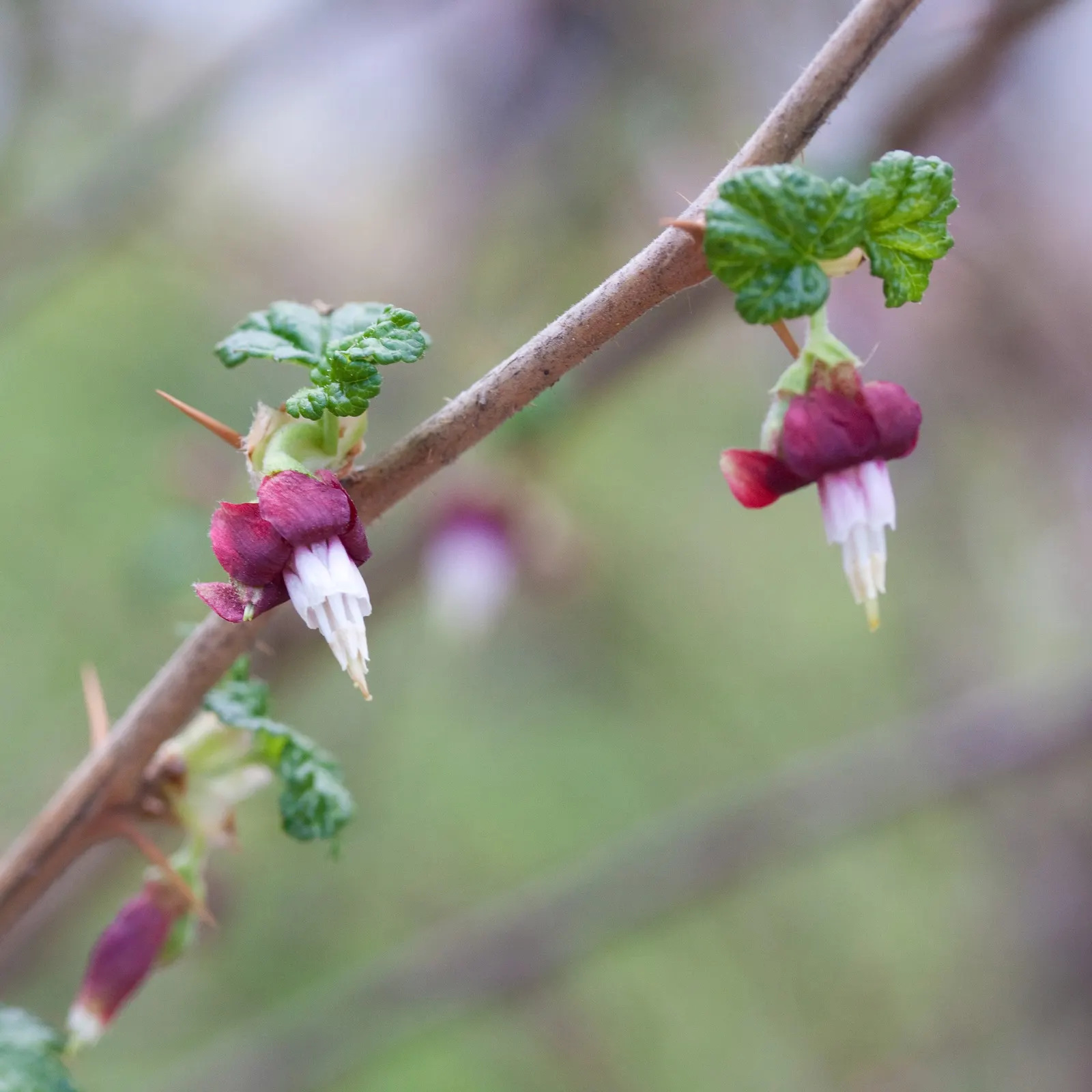 Canyon Gooseberry (Ribes Menziesii) — making it a viable candidate for drought-tolerant gardens
