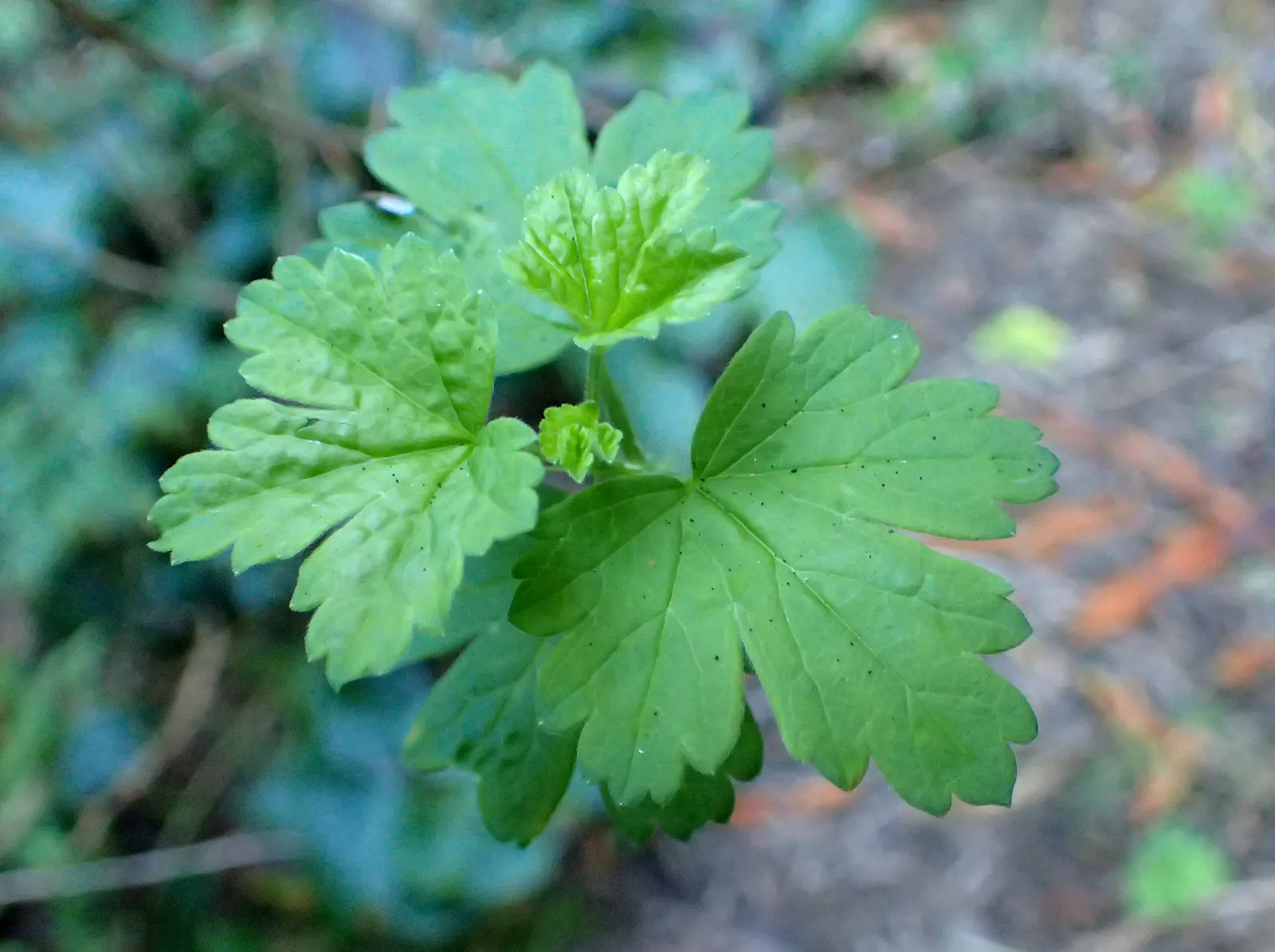 Canyon Gooseberry (Ribes Menziesii) — Following the flowering period