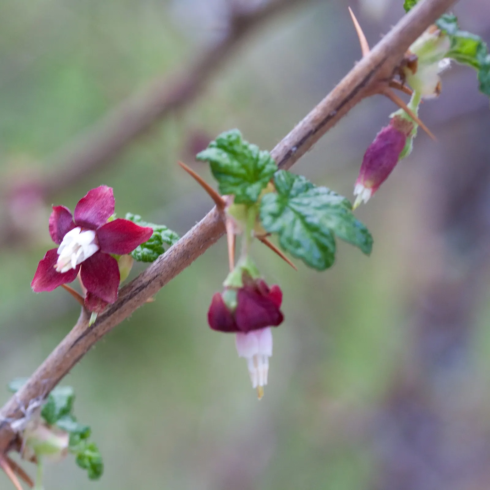Canyon Gooseberry (Ribes Menziesii) — Regular pruning after fruiting maintains plant health and aesthetic form
