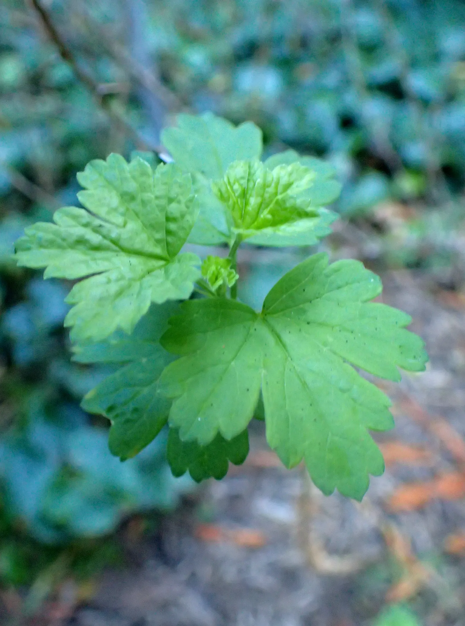 Canyon Gooseberry (Ribes Menziesii) — from full sun to partial shade