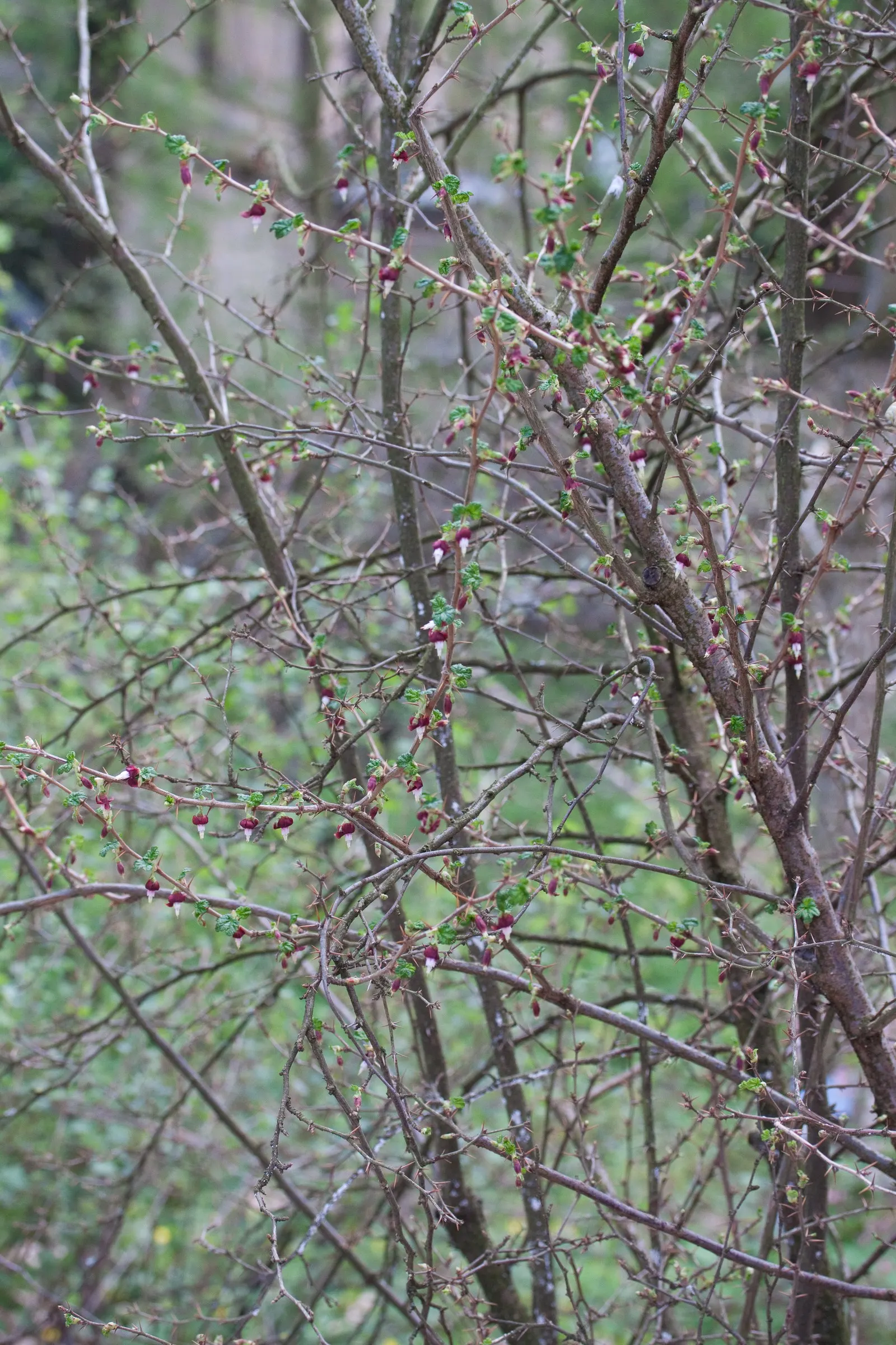 Canyon Gooseberry (Ribes Menziesii) — particularly within its native arid environments