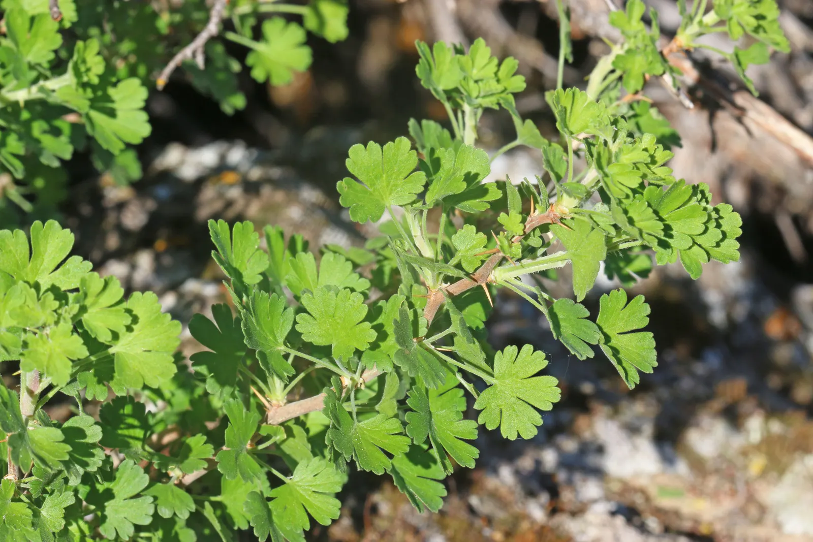 Canyon Gooseberry (Ribes Menziesii) — Moderate watering is required