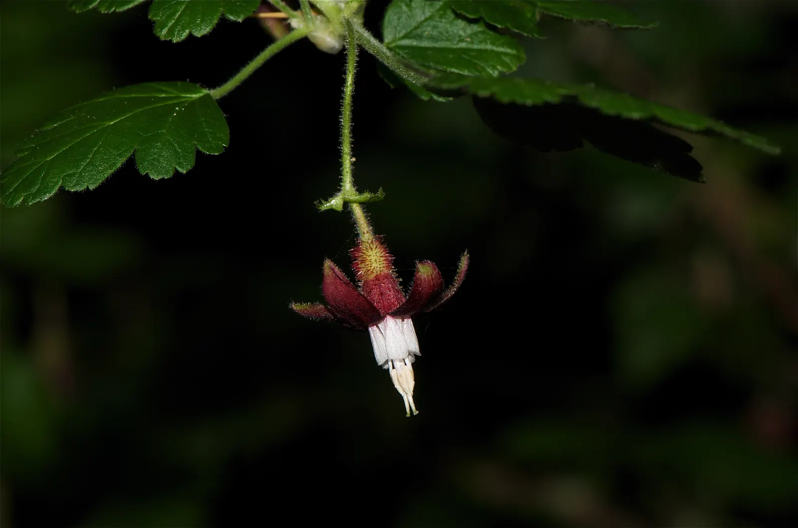 Canyon Gooseberry (Ribes Menziesii) — Incorporate for naturalistic designs and erosion control, mindful of its thorns in high-traffic areas