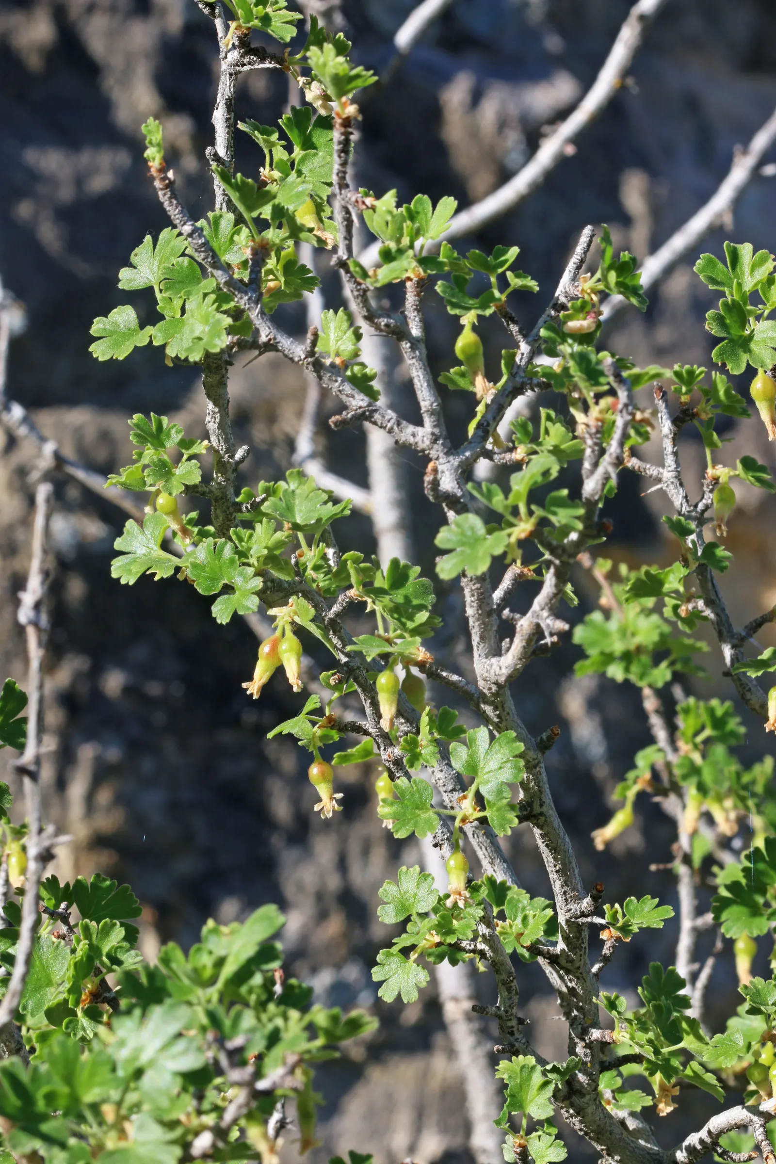 Canyon Gooseberry (Ribes Menziesii) — Ideal for wildlife gardens, it attracts pollinators and birds