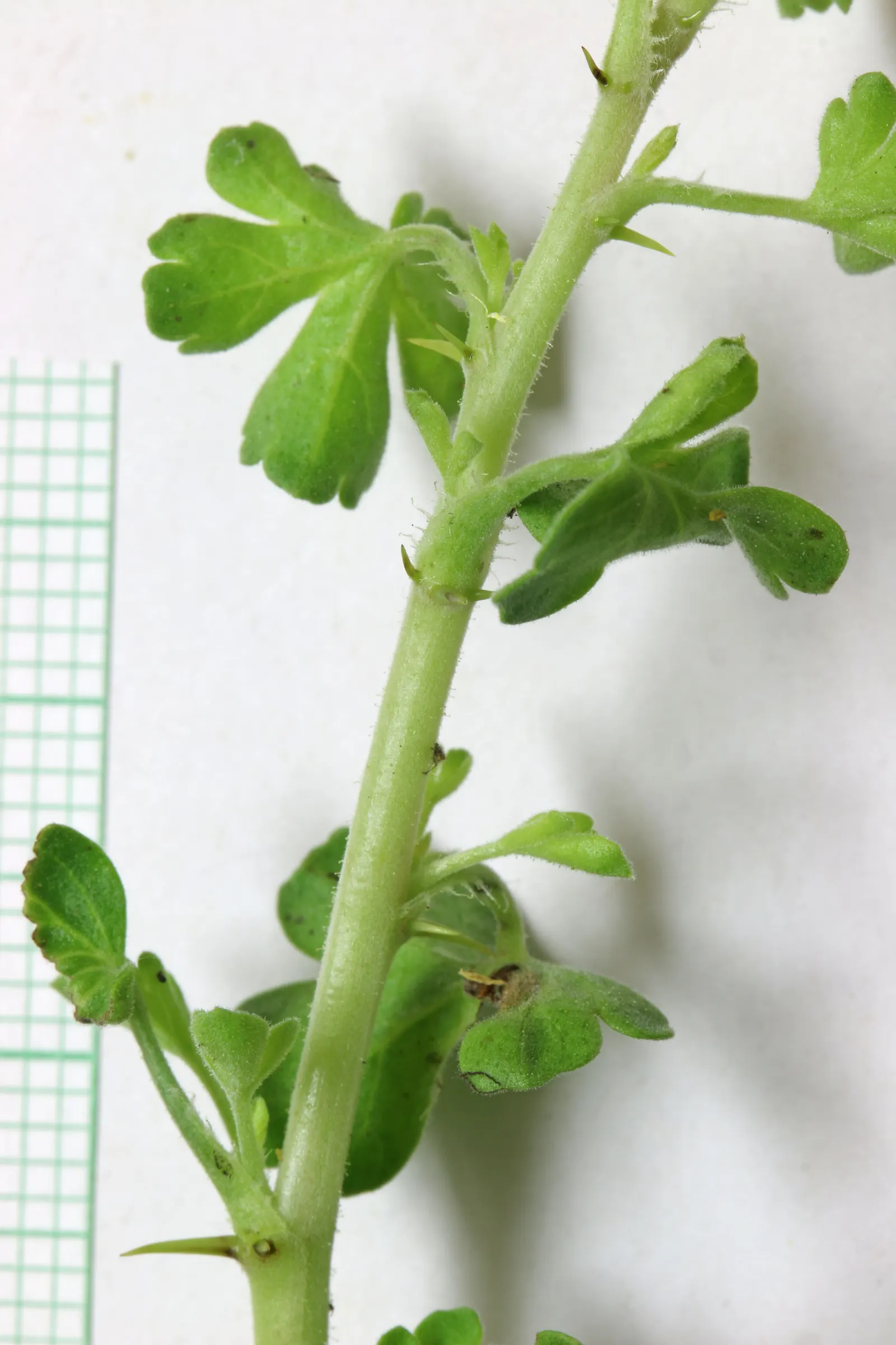Canyon Gooseberry (Ribes Menziesii) — With a height/spread of 3-6ft