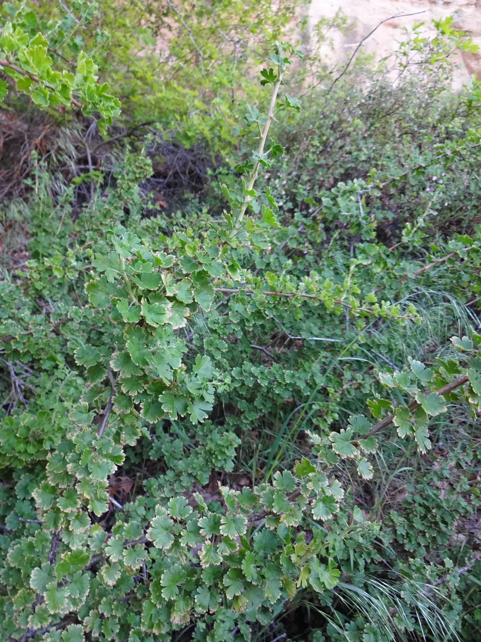 Canyon Gooseberry (Ribes Menziesii) — the Canyon Gooseberry produces striking