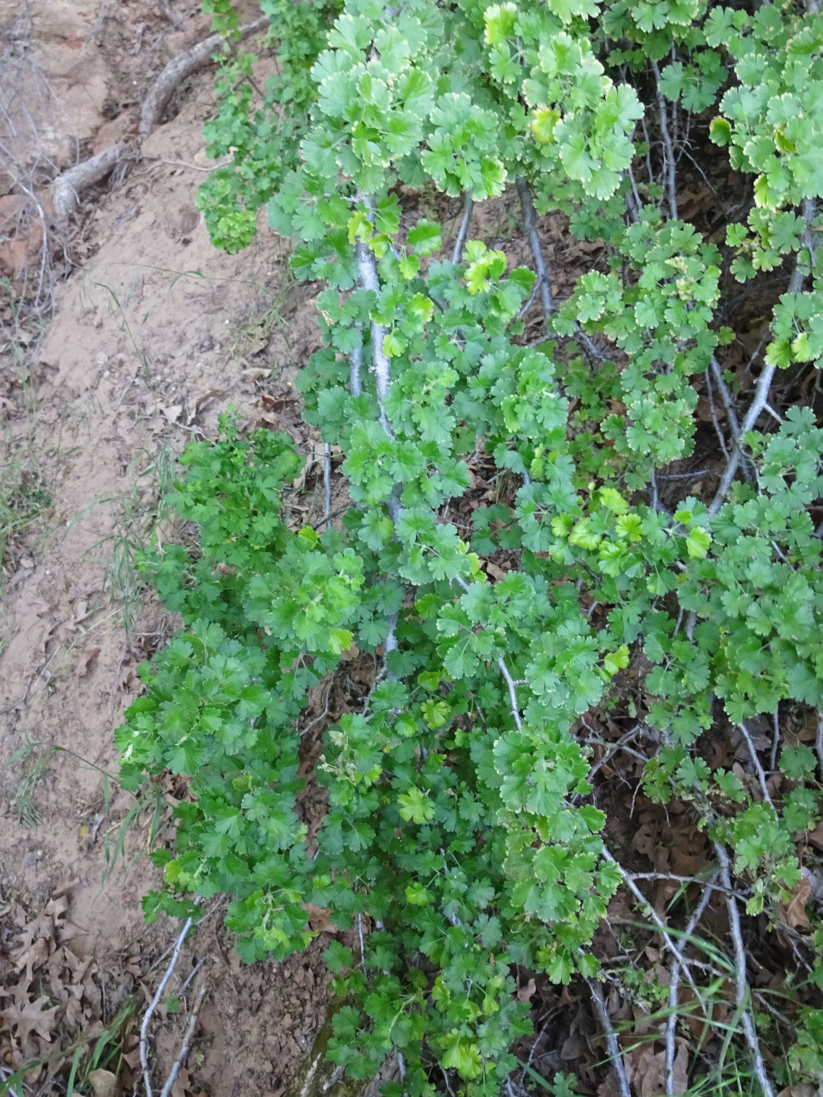 Canyon Gooseberry (Ribes Menziesii) — followed by edible purple berries