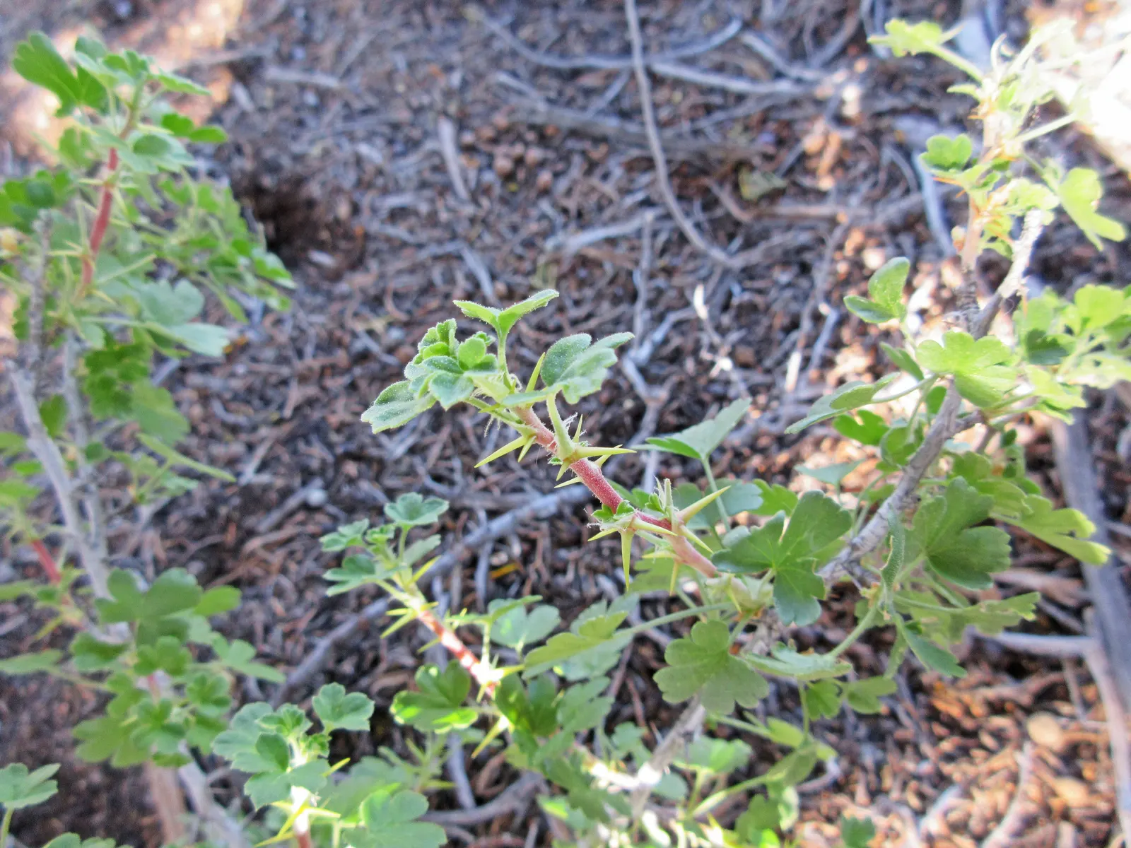 Canyon Gooseberry (Ribes Menziesii) — which appear from late winter to early spring