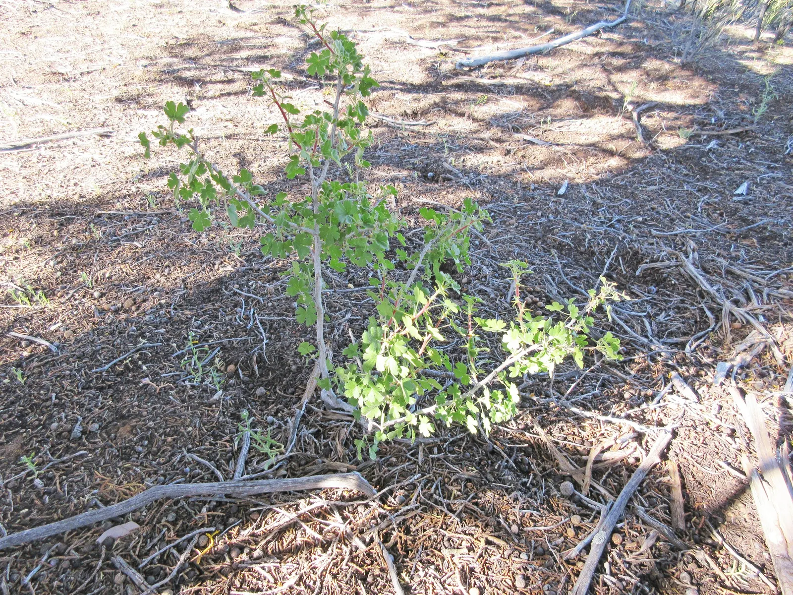 Canyon Gooseberry (Ribes Menziesii) — Prefers partial shade and well-drained soils; moderate water requirements