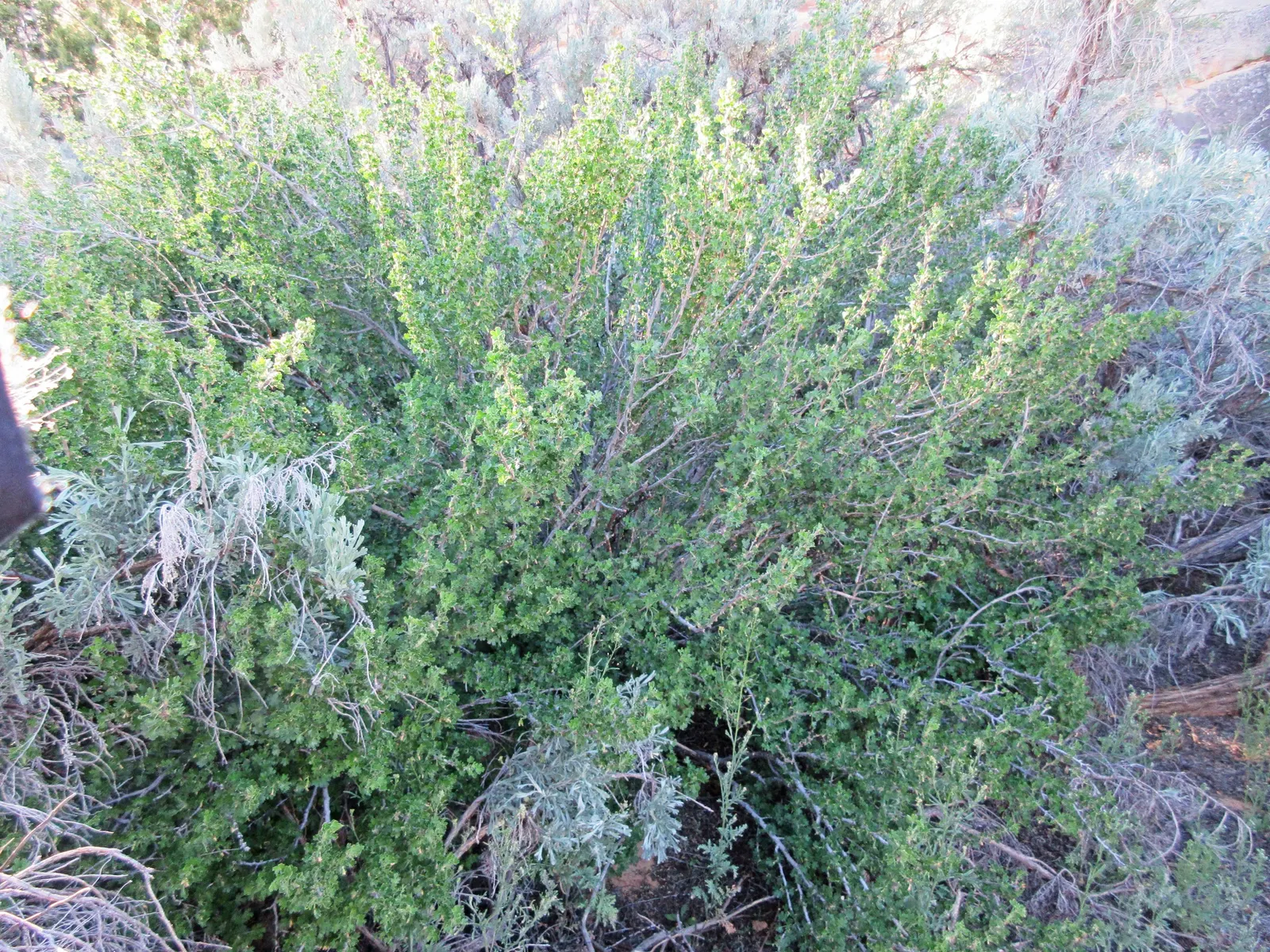 Canyon Gooseberry (Ribes Menziesii) — This species is indigenous to the western United States, flourishing in USDA hardiness zones 7 through 10
