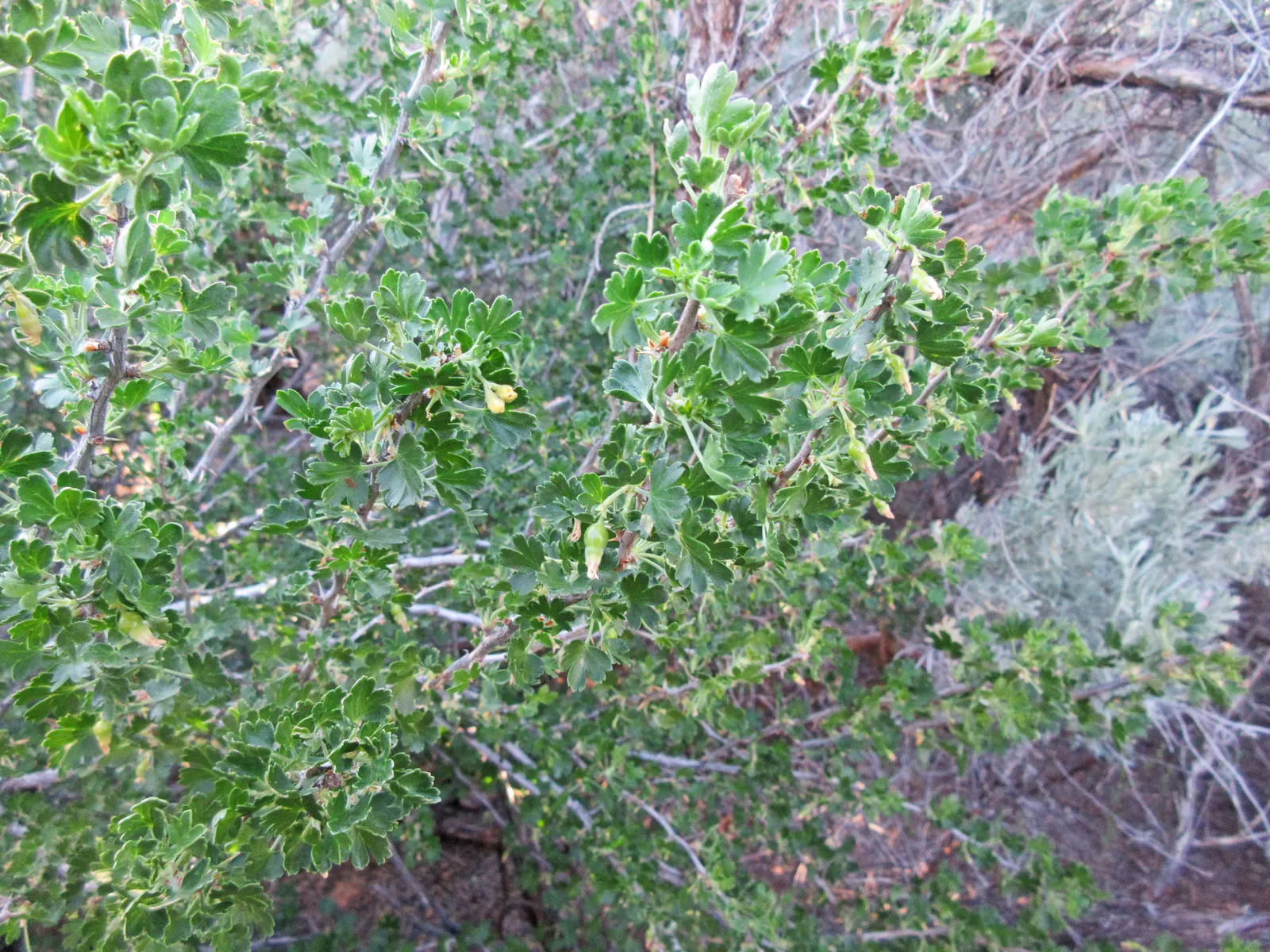 Canyon Gooseberry (Ribes Menziesii) — approximately 0.4 inches in diameter