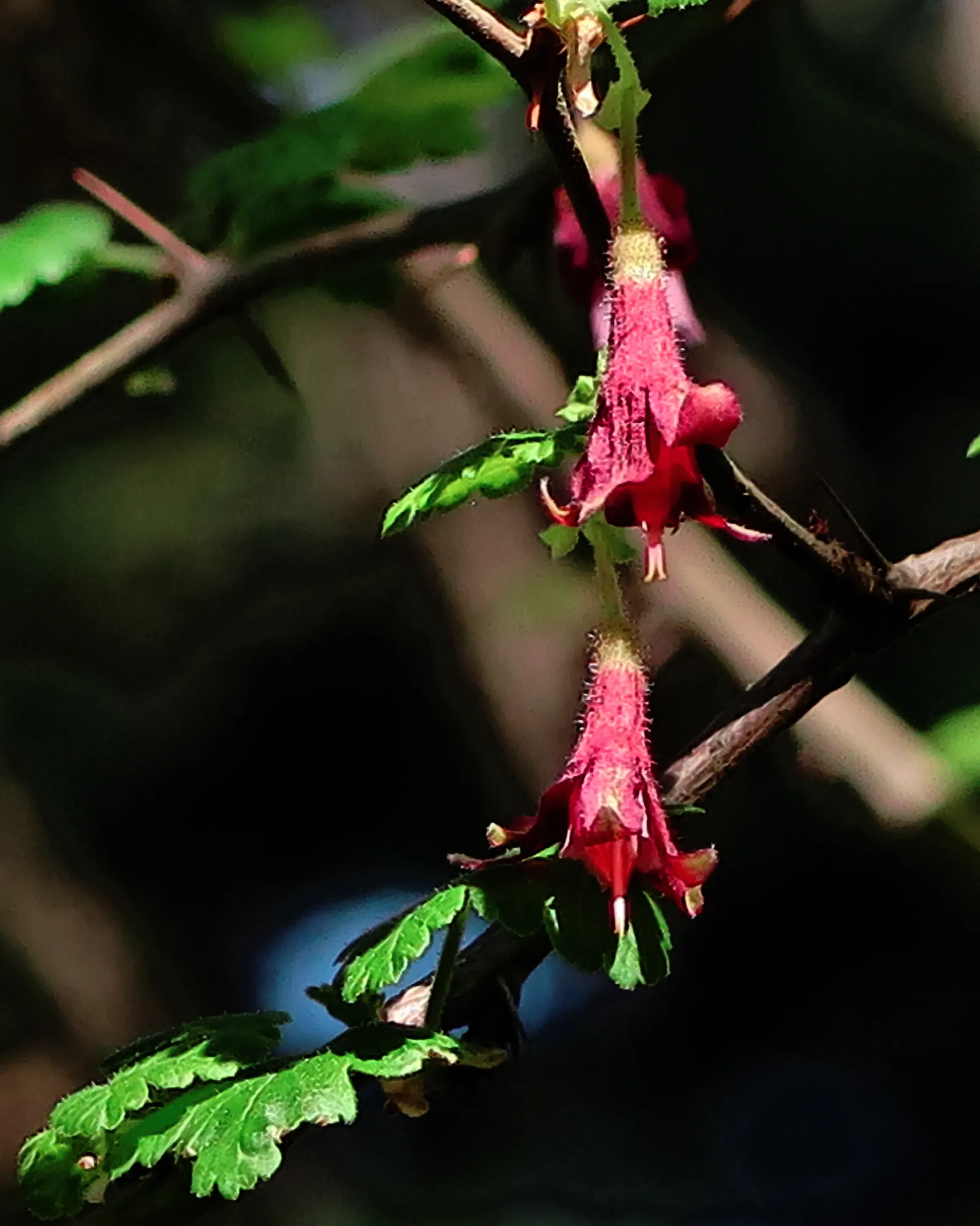 Canyon Gooseberry (Ribes Menziesii) — The Canyon Gooseberry, Ribes menziesii, is a spiny California native, thriving in USDA zones 7-10
