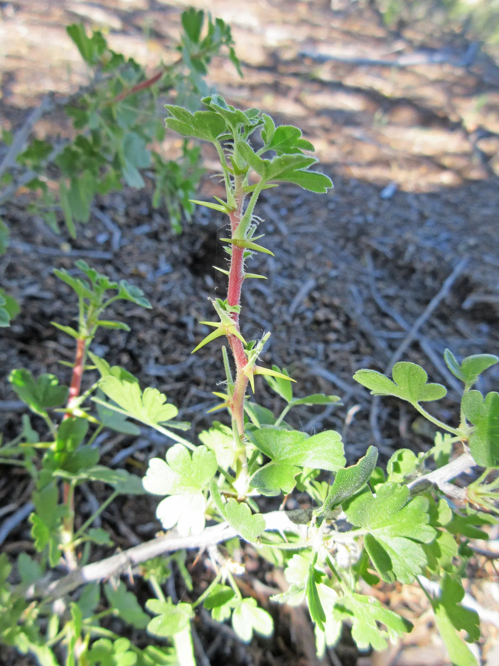 Canyon Gooseberry (Ribes Menziesii) — It commonly reaches a height of 3 to 6 feet and spreads approximately 4 to 6 feet wide