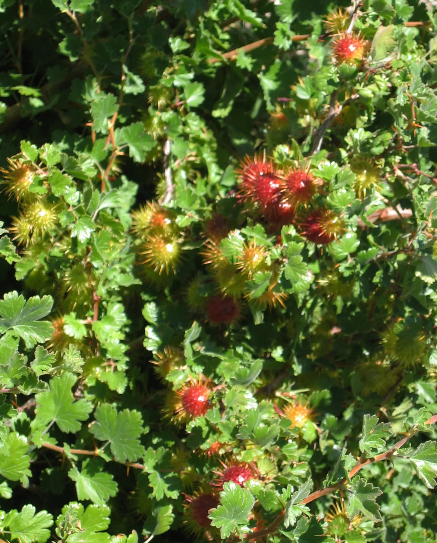 Canyon Gooseberry (Ribes Menziesii) — scientifically designated as Ribes menziesii