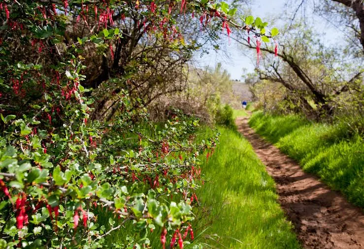 Canyon Gooseberry (Ribes Menziesii) — are bell-shaped and typically exhibit a deep maroon hue with entrancing