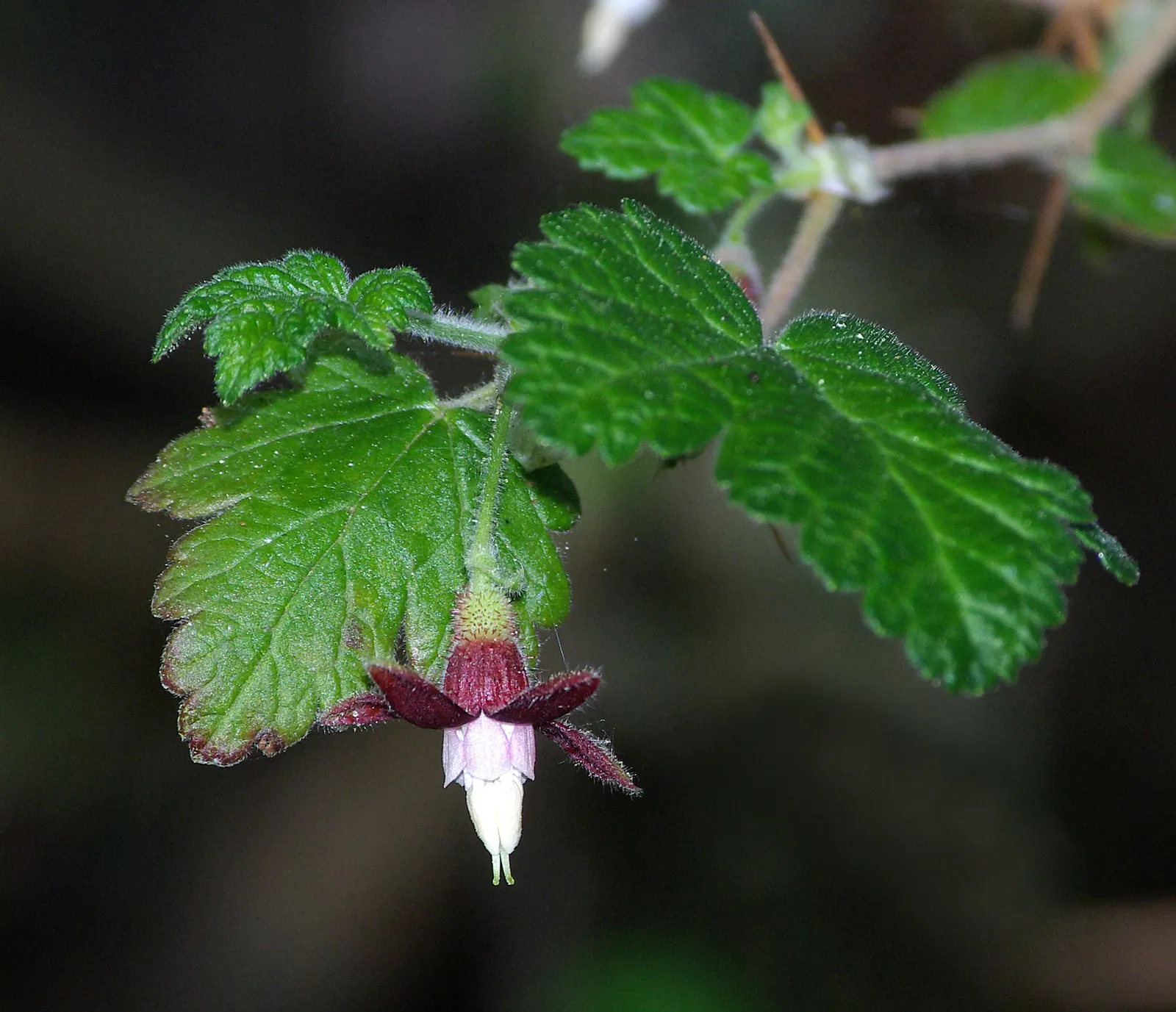 Canyon Gooseberry (Ribes Menziesii) — is a captivating native shrub that provides a unique aesthetic to any landscape design