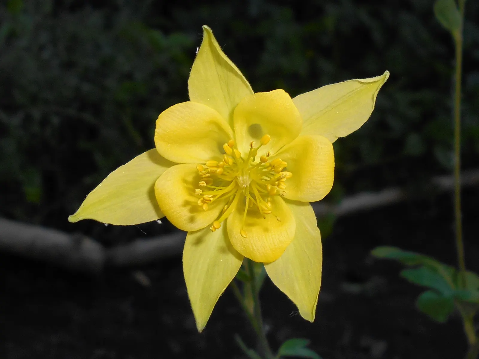 Golden Columbine (Aquilegia Chrysantha) — reaching heights of 2-3 feet with a similar spread; the Golden Columbine reaches a mature height of about 2 to 3 feet