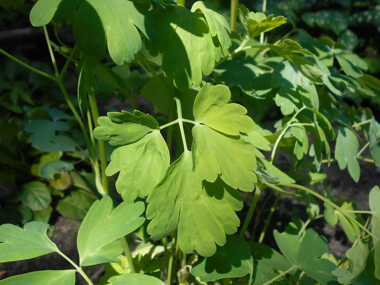 Golden Columbine (Aquilegia Chrysantha) — Each blossom enchants with elongated; star-like arrangement.<br><br>Flowering from late spring through, image 59