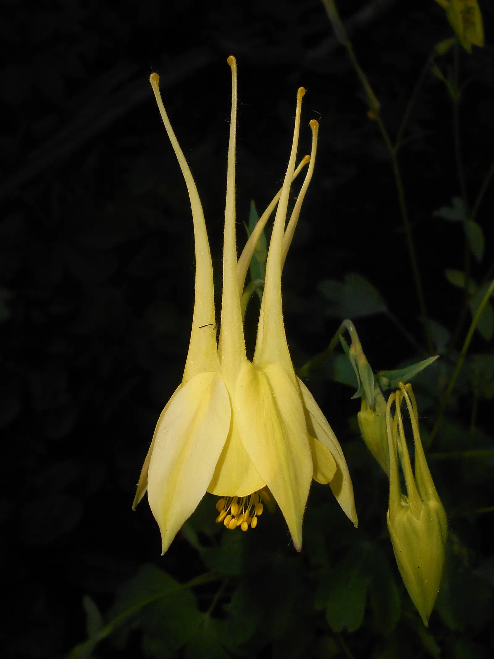 Golden Columbine (Aquilegia Chrysantha) — reaching heights of 2-3 feet with a similar spread; the Golden Columbine reaches a mature height of about, image 52