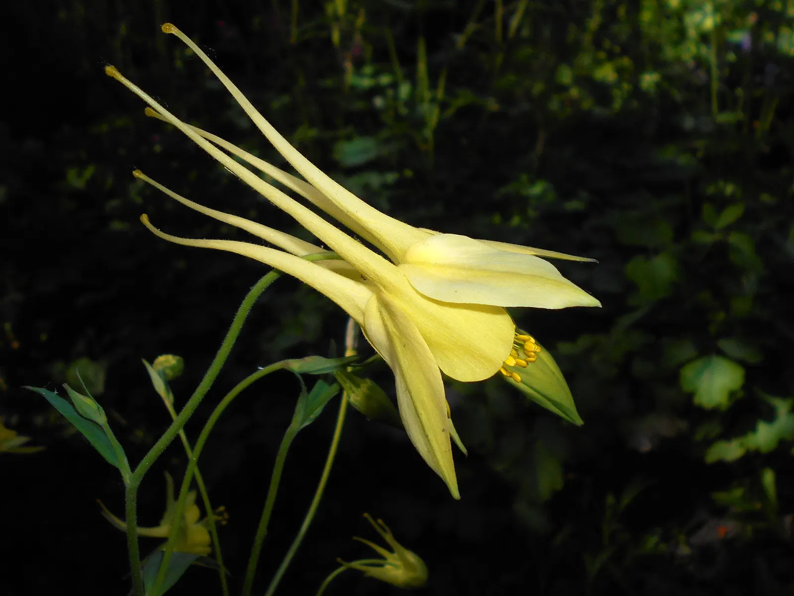 Golden Columbine (Aquilegia Chrysantha) — is a perennial favorite in landscape designs for its picturesque and inviting presence